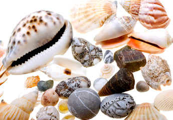 Beautiful seashells isolated on white