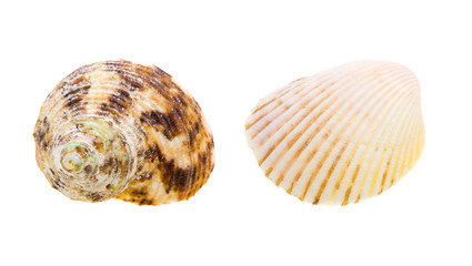 Scallop seashell from ocean isolated on white