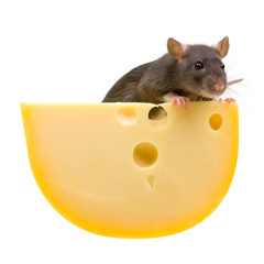 Funny rat and cheese isolated on white