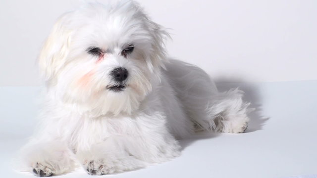 Sleepy Maltese puppy isolated against white - HD