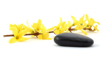wellness flowers