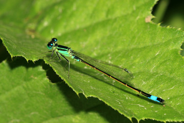 damselfly