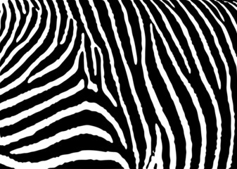 Fototapeta na wymiar zebra pattern large
