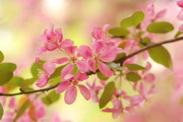 Fototapeta na wymiar kwiaty sakura
