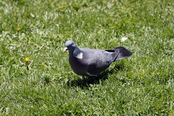 pigeon