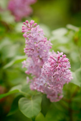 Close-up branch of violet lilac in the garden
