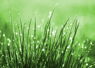 Grass blades