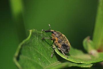 weevil