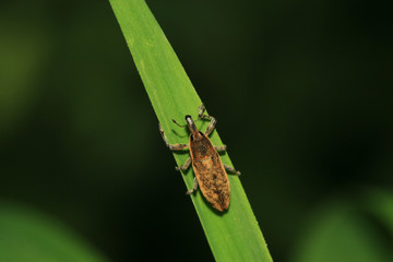 weevil