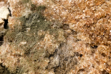 Mould at bread in close up