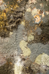 Mould in close up