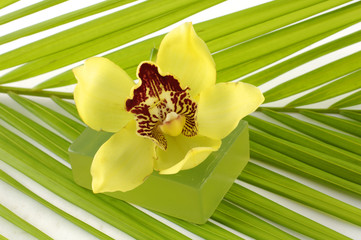 Palm leaf and orchid background