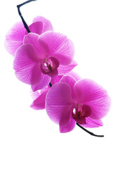 Fototapeta na wymiar Violet orchid isolated on white