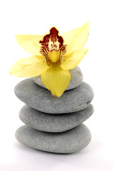 Beautiful orchid with zen stone