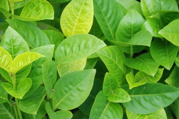 Tobacco Plant