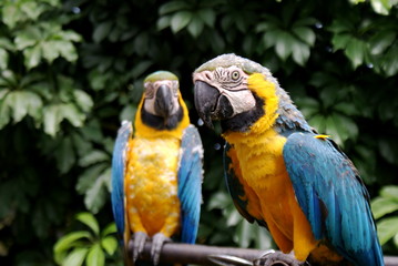 Hola © Mary Manrique