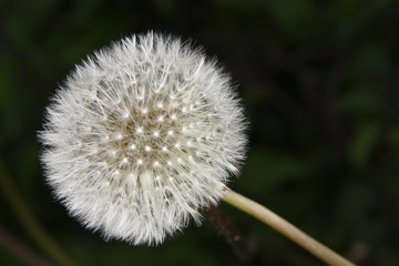 Pusteblume