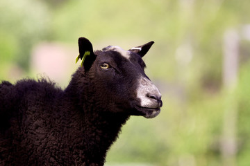 Fototapeta premium black sheep