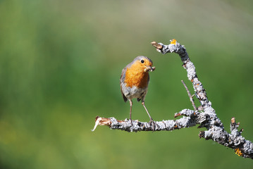 Petirrojo en la ramita