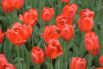 Fototapeta premium red tulips closeup