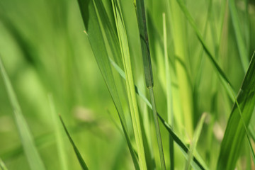 Fototapeta na wymiar Green herb on background