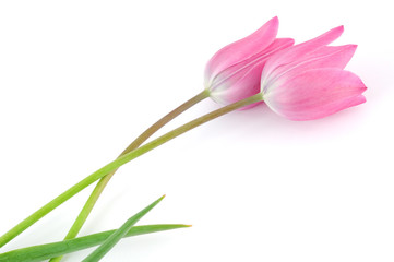 Naklejka premium Tulip