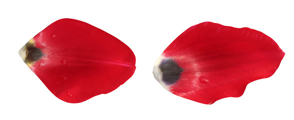 Fototapeta premium beautiful red flower petals, isolated