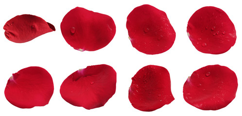 beautiful red rose flower petals, isolated