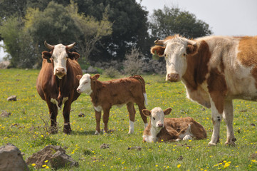Cows and calves