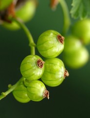 Green unripe currant on bush