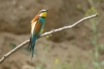 abejaruco
