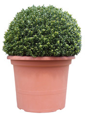 Box tree, isolated