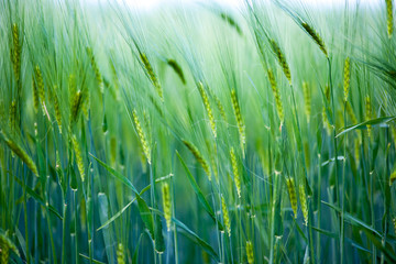 schönes kleines gerstenfeld