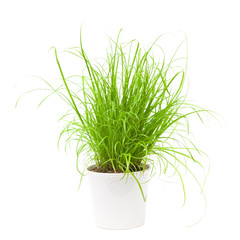 curly grass in a white pot, isolated