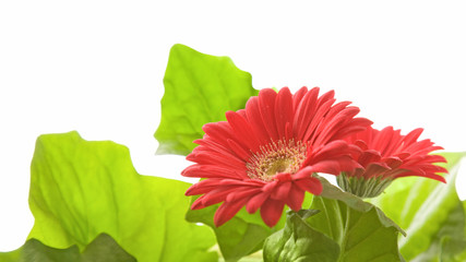 red gerbera plant isolated on white