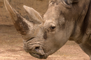 Obraz premium Rhino Head