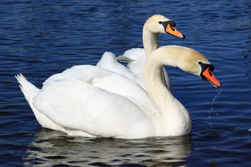 Naklejka premium Pair of white swans