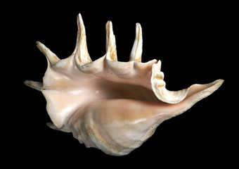 Sea unusual cockleshell