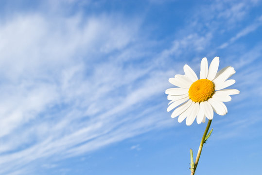 daisy flower on sky