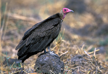 Red-headed Vulture (Sarcogyps calvus)