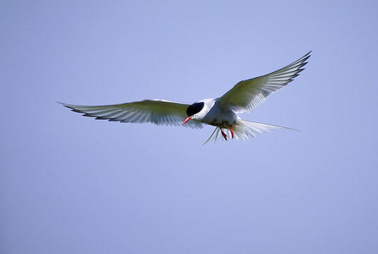 South american tern - Powered by Adobe
