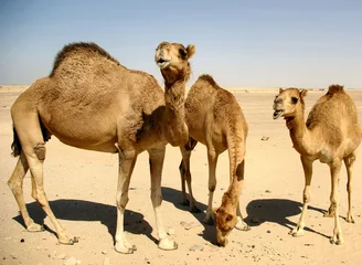 Crédence de cuisine en verre imprimé Chameau Three camels
