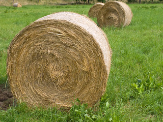 Harvested Rolls of Straw on farmland