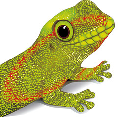 Gecko