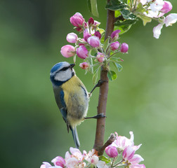 Blue Tit hunting for insects in flowering apple tree