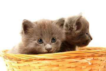 adorable chaton gris dans un panier