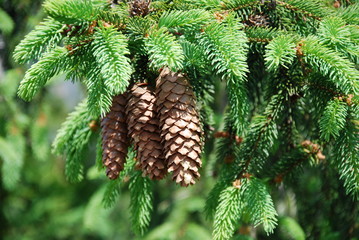 Naklejka premium spruce cones