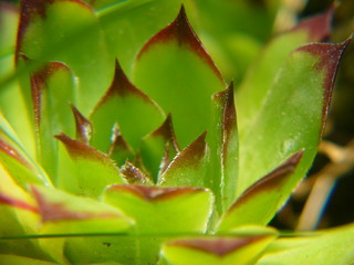 Echeveria agavoides