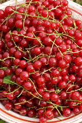 red currant