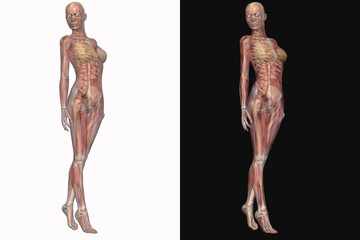 Fototapeta na wymiar Weibliches Skelett mit transparenten Muskeln